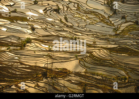 Sonnenuntergang Reflexionen über Reisfelder in Yuanyang, China Stockfoto