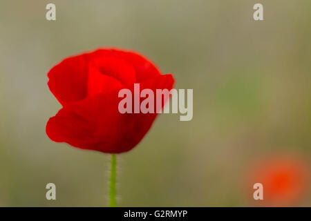 Eine einzelne kleine rote Mohnblume mit einem unscharfen Hintergrund. Stockfoto