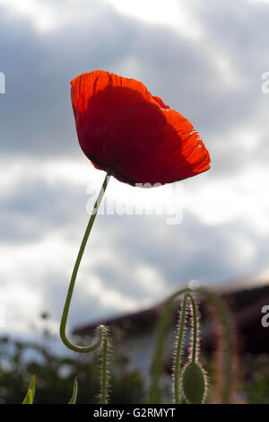 Eine einzelne rote Mohn Hintergrundbeleuchtung von der Sonne. Stockfoto