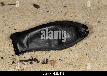 BlackMouth Hai Eggcase, Galeus melastomus Stockfoto