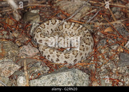 Santa Catalina Rattleless Klapperschlange Crotalus catalinensis Stockfoto