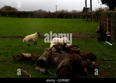 In Hülle und Fülle, liegend spielen laufen Schafe Lämmer Mutterschafe Verkehrszeichen auf Dartmoor in Devon. Schottische schwarz konfrontiert Maultier Rassen winterhart Stockfoto