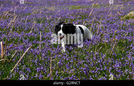 Frühling in Großbritannien, wunderschöne Blüte Blüten leuchtend gelben Narzissen & englische Glockenblumen, schöne Spaziergänge mit Hunden Stockfoto