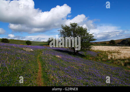 Englische Frühling Zeit Glockenblumen suchen schöne Blüte auf Holwell Rasen Dartmoor in Devon Stockfoto
