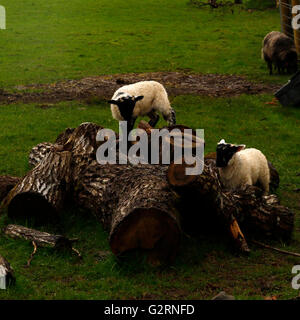 In Hülle und Fülle, liegend spielen laufen Schafe Lämmer Mutterschafe Verkehrszeichen auf Dartmoor in Devon. Schottische schwarz konfrontiert Maultier Rassen winterhart Stockfoto