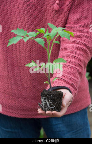 Solanum Lycopersicum. Gärtner halten eine Tomatenpflanze vor dem Umtopfen im Mai aus Samen gezogen. UK Stockfoto