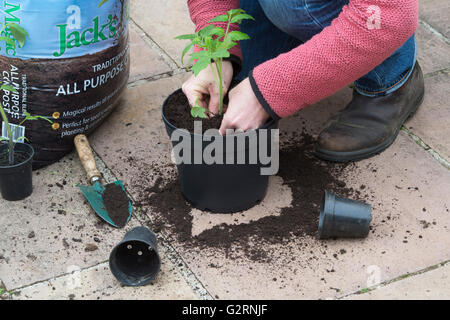 Solanum Lycopersicum. Gärtner Umtopfen Tomatenpflanzen aus Samen gezogen, im Mai. UK Stockfoto