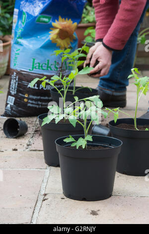 Solanum Lycopersicum. Gärtner Umtopfen Tomatenpflanzen aus Samen gezogen, im Mai. UK Stockfoto