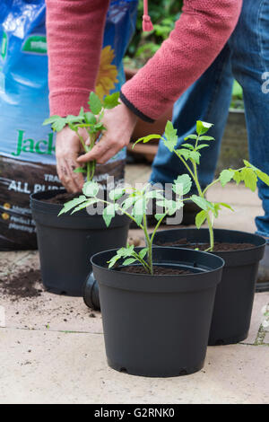 Solanum Lycopersicum. Gärtner Umtopfen Tomatenpflanzen aus Samen gezogen, im Mai. UK Stockfoto