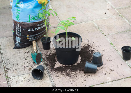 Solanum Lycopersicum. Umtopfen Tomatenpflanzen aus Samen gezogen, im Mai. UK Stockfoto