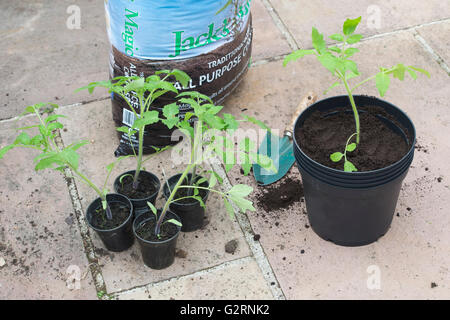Solanum Lycopersicum. Umtopfen Tomatenpflanzen aus Samen gezogen, im Mai. UK Stockfoto