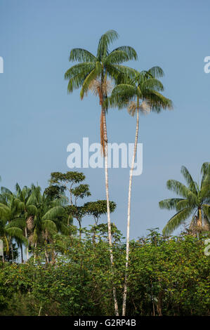 Ein paar hohe acai Palmen (Euterpe oleracea) vor blauem Himmel steigen über andere Bäume mit mehr acai Palmen im Hintergrund Stockfoto