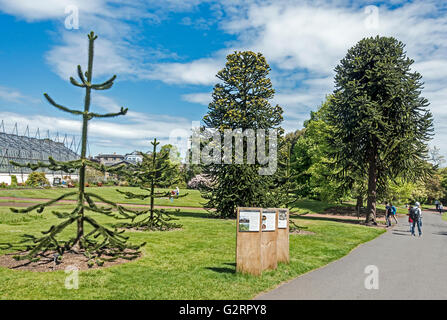 Monkey Puzzle Grove im Royal Botanic Garden Edinburgh Schottland Stockfoto