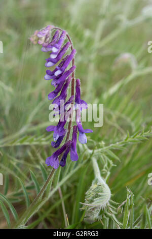 Futter Wicke, Vicia Cracca SSP Villosa, wächst in neutralen Grünland, Surrey, UK. Mai. Stockfoto