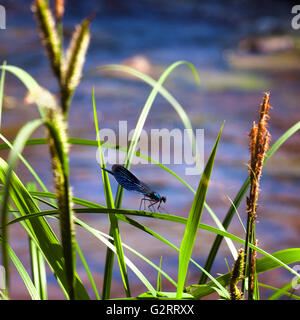 Blaue Libelle sitzt auf einer Wiese Stockfoto