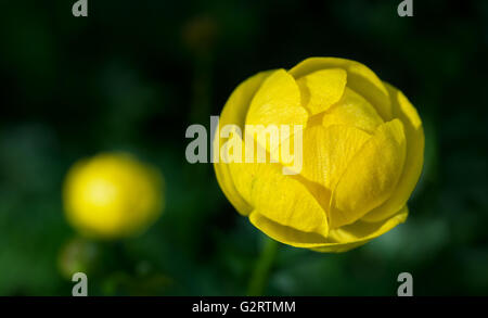 Globus-Blumen (Trollblume Europaeus), ein Dauerbrenner im Garten. Stockfoto