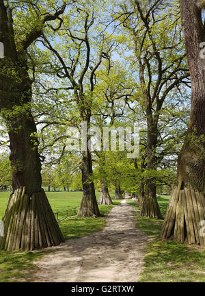 Eichenwald, Nationalpark, Kellerwald-Edersee Stockfoto