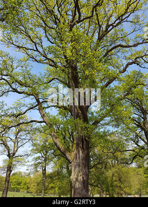 Eichenwald, Nationalpark, Kellerwald-Edersee Stockfoto