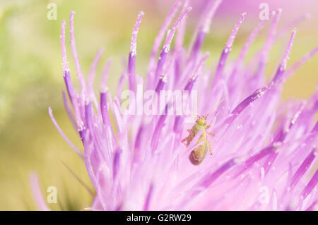 Einen gemeinsamen grünen Kapsid Bug (Lygocoris Pabulinus) in einer Distel Blume. Stockfoto