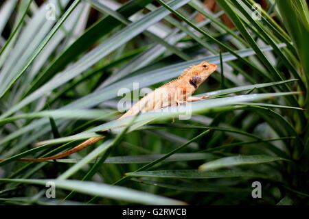 Makro-Fotografie zeigt eine Nahaufnahme des orange Eidechse Stockfoto