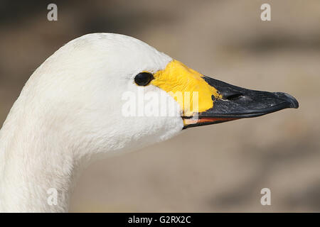 Eurasische Bewick Schwan (Cygnus Bewickii, Cygnus Columbianus Bewickii), im Profil Nahaufnahme des Kopfes und der Rechnung Stockfoto