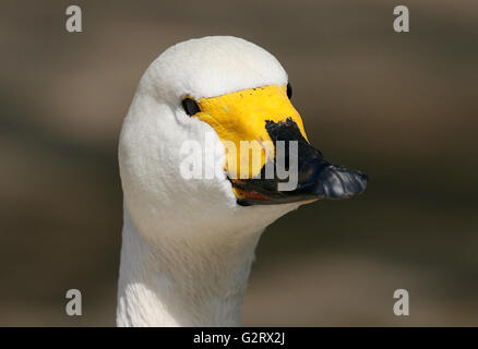 Eurasische Bewick Schwan (Cygnus Bewickii, Cygnus Columbianus Bewickii), mit Blick auf die Kamera Stockfoto