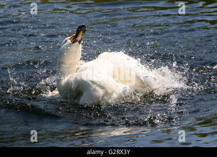 Wilde Aktion von einem männlichen eurasischen Bewick Baden ist Schwan (Cygnus Bewickii, Cygnus Columbianus Bewickii) Stockfoto