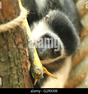 Nahaufnahme eines östlichen schwarz-weiß-Baby-Colobus-Affen Stockfoto