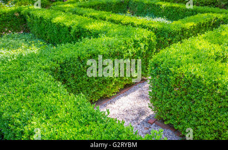 Gut gepflegten Liguster Hecke in geometrische Muster Stockfoto