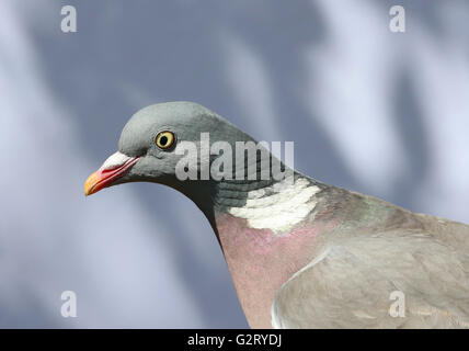 Nahaufnahme von einer Ringeltaube Stockfoto