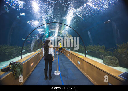 Eine junge Frau auf der Suche, und innerhalb des Aquariums, des L'Oceanografic, Valencia, Spanien. Stockfoto