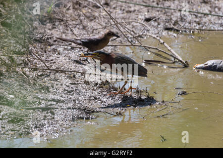 Grün Reiher, (Butorides Virescens), Essen Fisch in einem trocknen Sumpf im Bosque del Apache National Wildlife Refuge, N.M. gestrandet Stockfoto