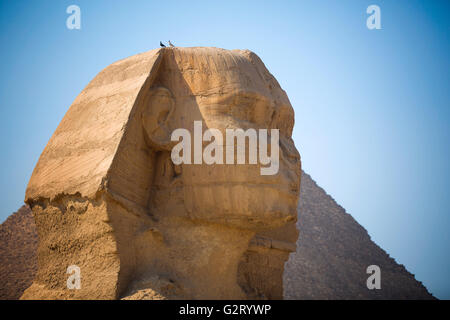 Wächter-Sphinx bewacht die Gräber der Pharaonen in Gizeh. Kairo, Ägypten Stockfoto