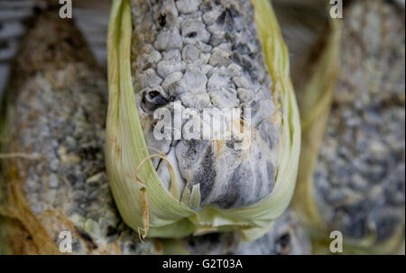 Huitlacoche, Mais Smut, auf einem Markt in Mexiko-Stadt Stockfoto