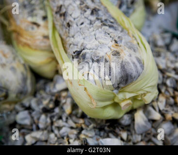 Huitlacoche, Mais Smut, auf einem Markt in Mexiko-Stadt Stockfoto