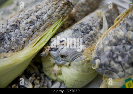 Huitlacoche, Mais Smut, auf einem Markt in Mexiko-Stadt Stockfoto