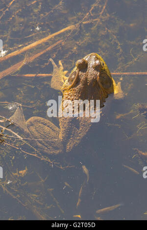 Männlichen amerikanischen Ochsenfrosch, (Lithobates Catesbeianus), Socorro Natur Area, New Mexico, USA. Stockfoto