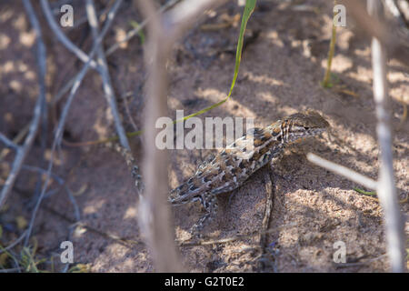 Östlichen Seite-blotched Eidechse, (Uta Stansburiana Stejnegeri), Bosque del Apache National Wildlife Refuge, New Mexico, USA. Stockfoto