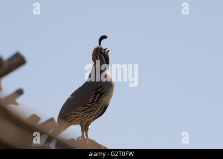 Männliche Gambels Wachteln, (Art Gambelii), aufrufen.  Bosque del Apache National Wildlife Refuge, New Mexico, USA. Stockfoto