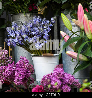 Frische blaue Blume Campanula und Violett Lila in der Nähe von Blumenladen Stockfoto