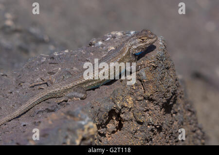 Melanistische südwestlichen Zaun-Eidechse, (Sceloporus Cowlesi).  Tal der Brände Recreation Area, New Mexico, USA. Stockfoto