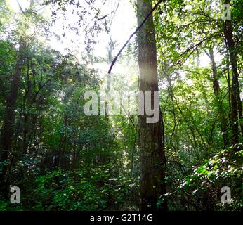 Sonnenstrahlen piercing durch den Morgennebel mitten im Wald. Stockfoto