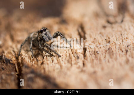 Zebra Spinne (Salticus Scenicus) Augen und Palpen. Springspinne in Familie Salticidae, mit Anordnung der Augen sichtbar, auf Rinde Stockfoto