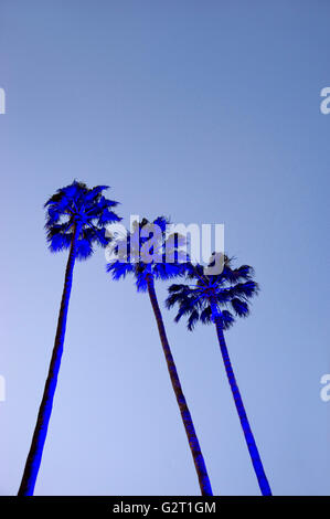 Beleuchteten Palmen in der Abenddämmerung in Los Angeles Stockfoto
