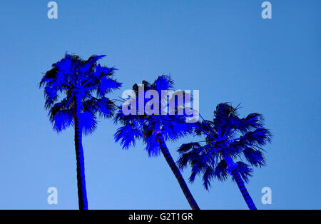 Beleuchteten Palmen in der Abenddämmerung in Los Angeles Stockfoto