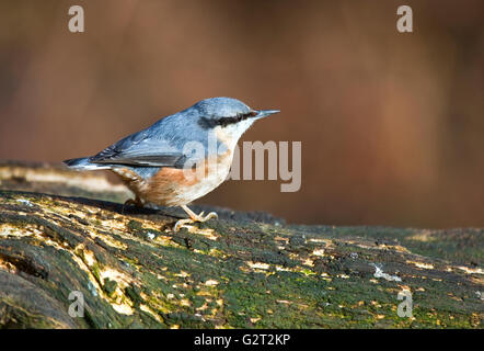 Wildvögel eine Nutchatch im Winter auf Cannock Chase AONB Area of Outstanding Natural Beauty in Staffordshire England Stockfoto