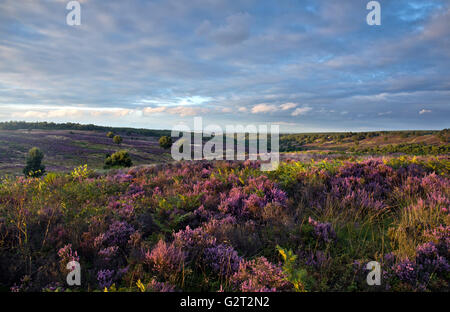 Abwechselungsreiche Wanderwege durch Cannock Chase Area of Outstanding Natural Beauty mit Heidekraut blühen über die Heide Stockfoto