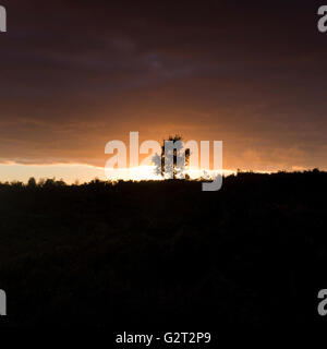 Sonnenaufgang im Herbst auf Cannock Chase Bereich der hervorragenden natürlichen Schönheit Staffordshire Stockfoto