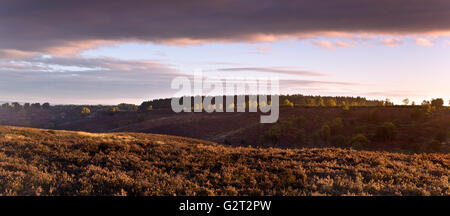 Sonnenaufgang im Herbst auf Cannock Chase Bereich der hervorragenden natürlichen Schönheit Staffordshire Stockfoto