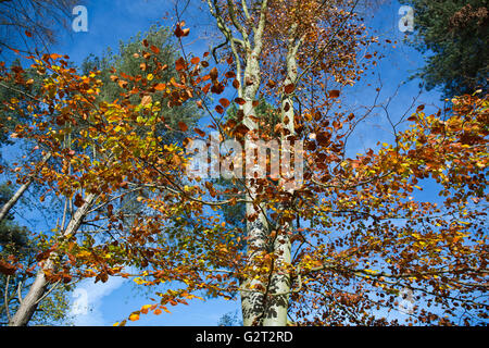 Atemberaubende herbstliche Farben und Tönungen aus dem Buche set Aginst einen lebendigeren blauen Himmel im Herbst Cannock Chase Stockfoto